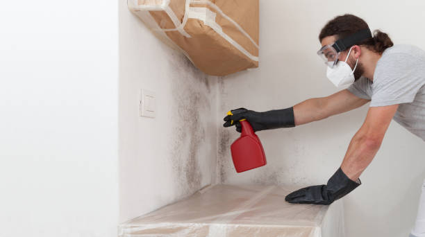 Professional Basement Mold Removal technician working in Trenton, IL