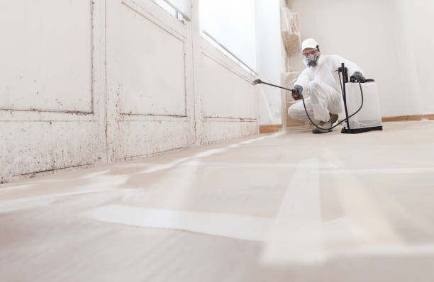24/7 Emergency Basement Mold Removal experts in Trenton, IL