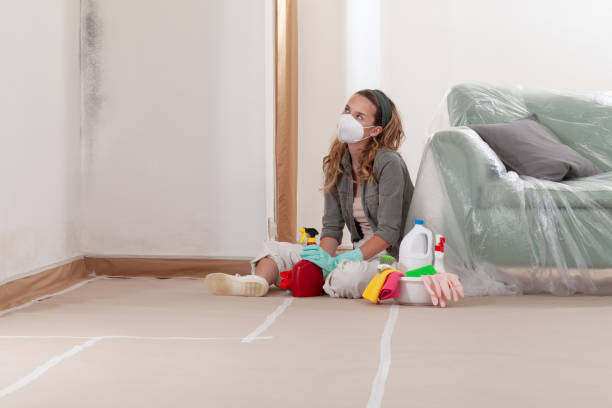 Reliable Basement Mold Removal contractor in Trenton, IL by Cheap Mold Removal