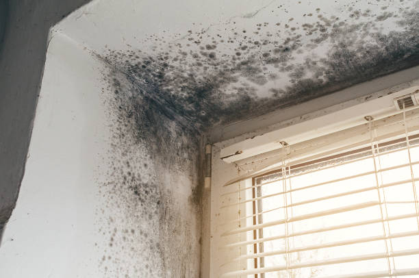 Affordable Basement Mold Removal solutions in Trenton, IL