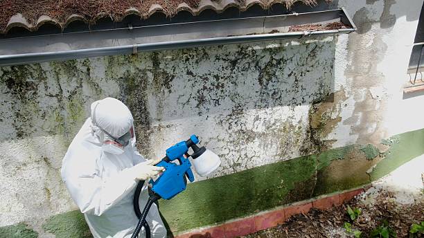 Top rated local Basement Mold Removal specialists in Trenton, IL